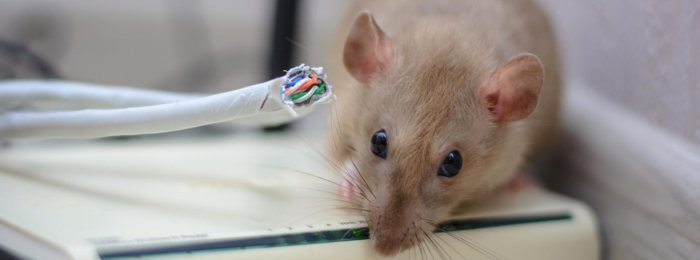 侵入経路がわからない！食品工場のネズミ対策｜侵入経路を塞ぐには？